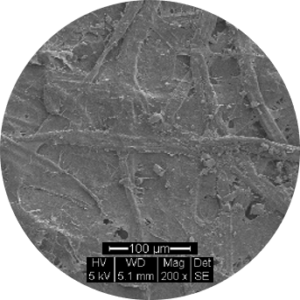 Membrion membrane under microscope