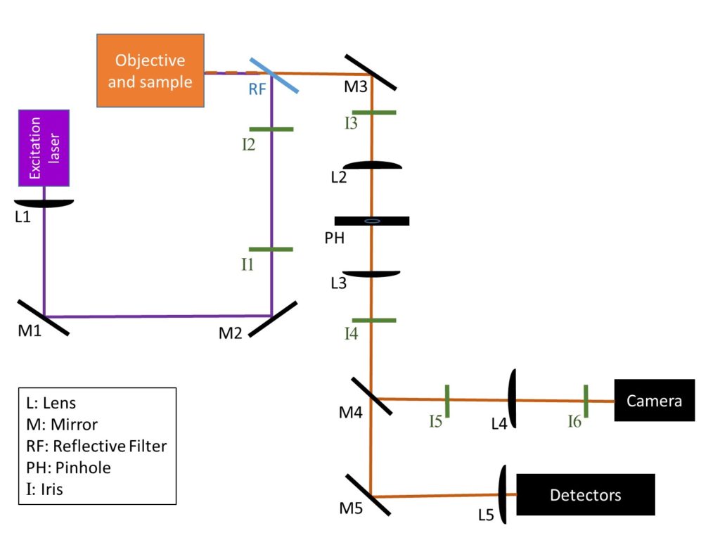 , Confocal Microscope Alignment