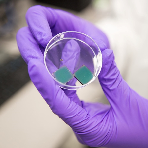 Two gloved hands hold a petri dish containing two green-blue square prototype solar cells.